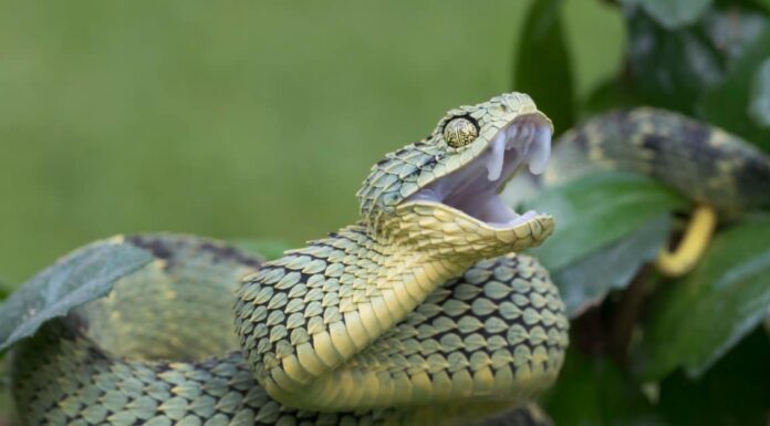Red Venomous Bush Viper in African Rainforest. The viper comes in variations of orange, red, gray, black, yellow, blue, brown and olive.