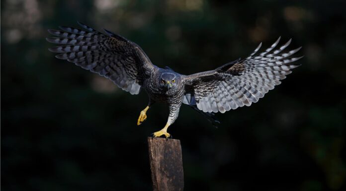 Scopri i 5 animali più grandi del West Virginia e dove li troverai
