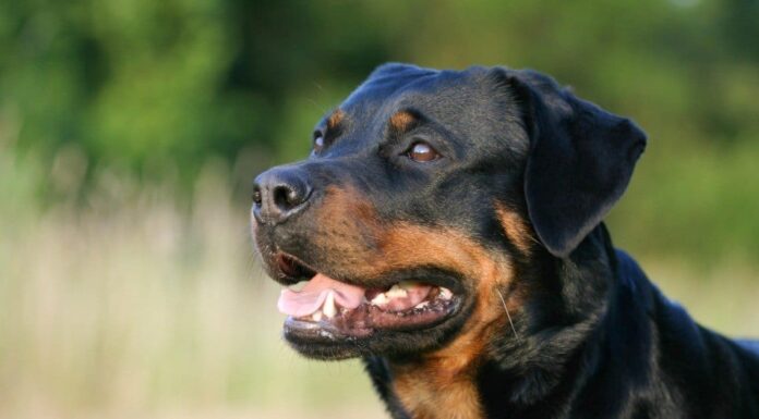 10 cani con la durata della vita più breve
