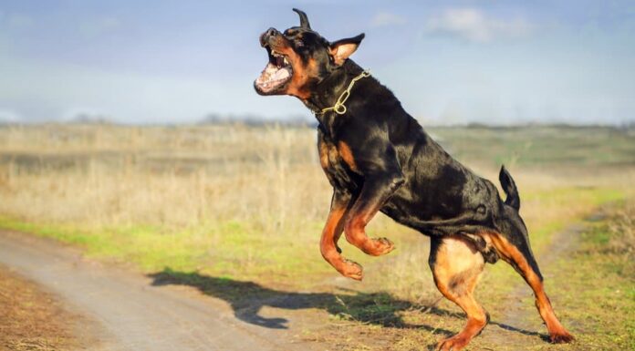 10 fatti incredibili sul rottweiler I Rottweiler perdono?