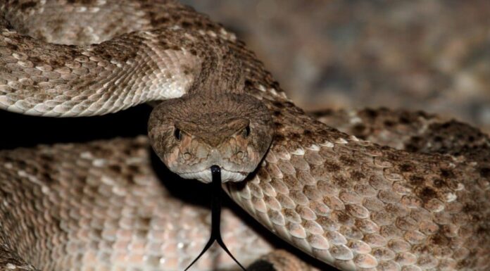 Cosa mangiano i rettili?
