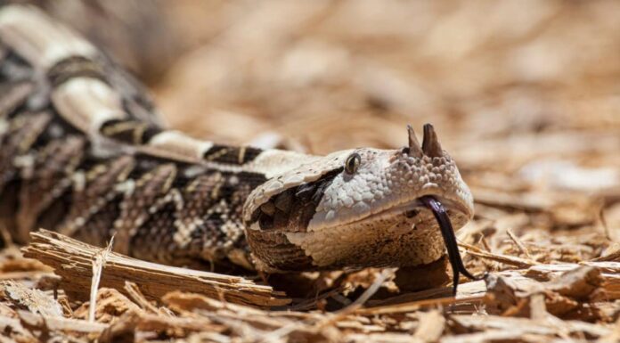 Gaboon viper on the ground