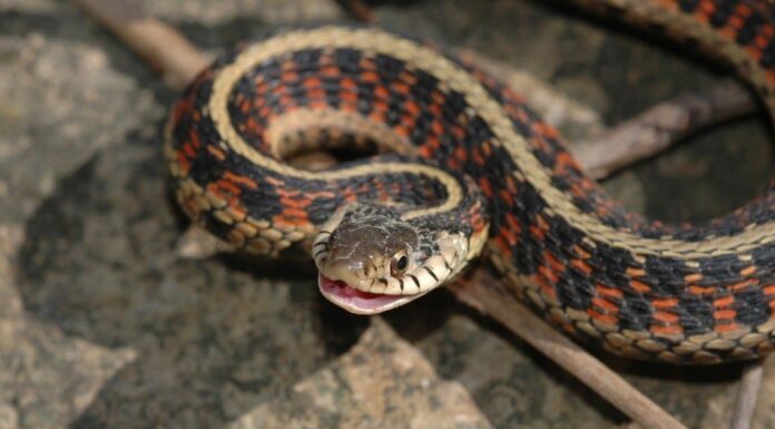 Garter Snake vs Rattlesnake: 5 differenze chiave Serpente giarrettiera