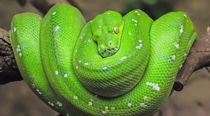 Pitone verde dell'albero
