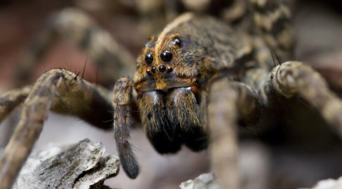 Wolf Spiders in Florida: tutto ciò che devi sapere
