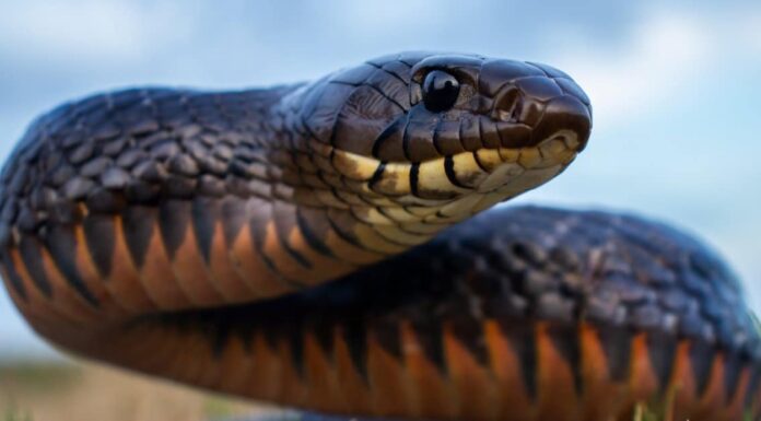 Indigo Snake