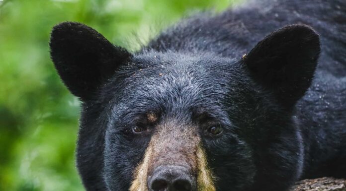 Nemmeno questo orso riesce a capire perché una donna abbia cercato di rinchiuderli nella sua macchina
