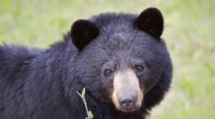 Scopri l’orso più grande mai catturato in Florida Questo orso è assolutamente troppo bravo ad aprire le portiere delle auto