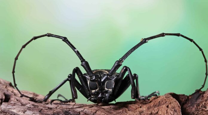 Scarabeo asiatico di Longhorn
