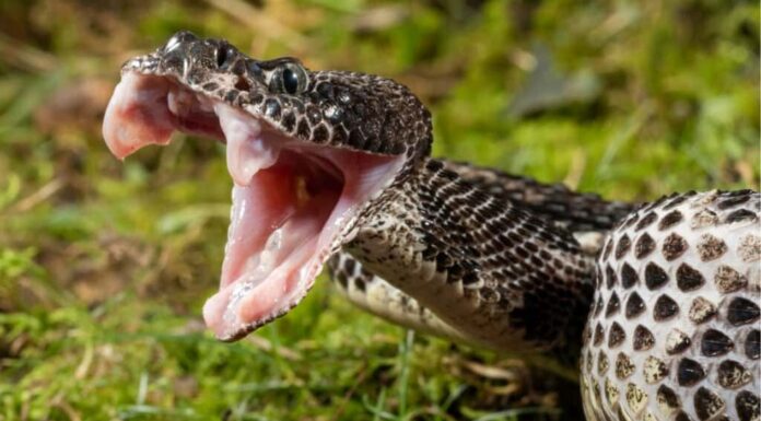 Cottonmouth Vs Timber Rattlesnake: 5 differenze chiave Cottonmouth Vs Timber Rattlesnake: 5 differenze chiave