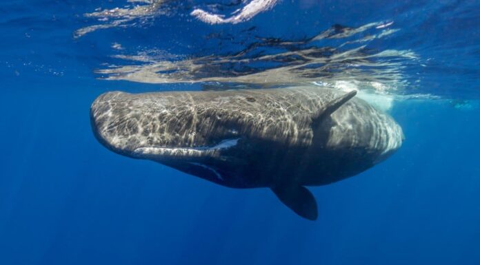 Scopri i 9 animali più grandi del Connecticut e dove li troverai
