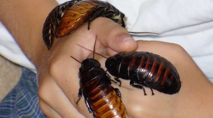 Scarafaggio sibilante del Madagascar
