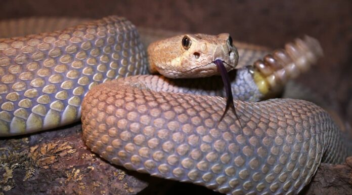 Serpente a sonagli del Mojave
