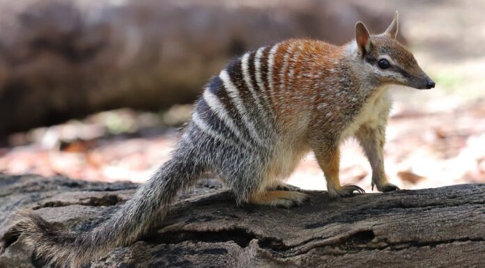 10 incredibili fatti numbat
