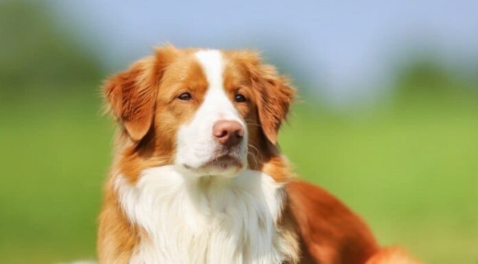 Nova Scotia Duck Tolling Retriever
