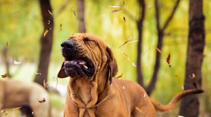 I cani possono avere allergie?
