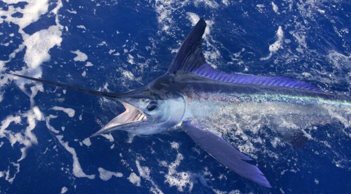 Fastest Water Animals