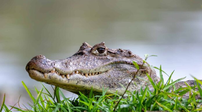 10 incredibili fatti sul caimano
