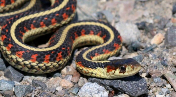 Scopri i serpenti più grandi (e più pericolosi) del Montana quest'estate
