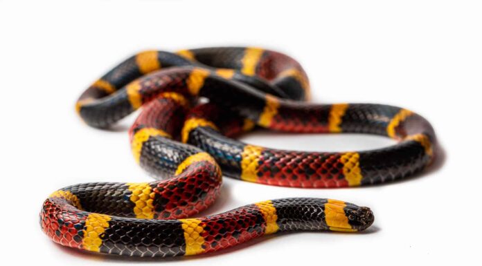 Scopri i 6 serpenti più grandi (e più pericolosi) dell'Arkansas quest'estate!
