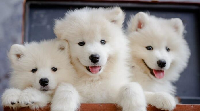 12 tipi di razze di cani più carini
