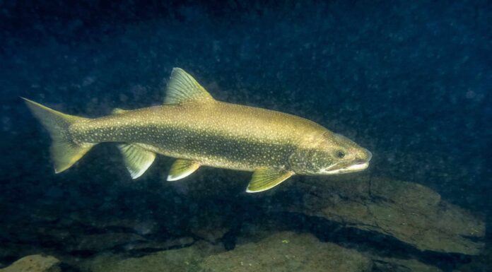 I 6 migliori pesci da catturare in Georgia quest'estate
