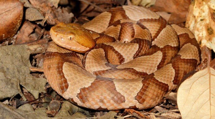 Smooth Earth Snake
