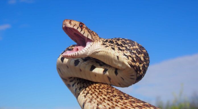 10 serpenti trovati nel Montana (1 è velenoso) Scopri i 7 animali più grandi del Wyoming e dove li troverai