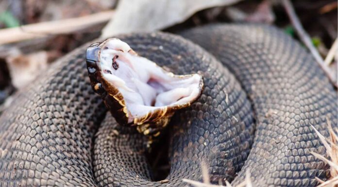 Kingsnake Vs Cottonmouth: quali sono le differenze e qual è il più pericoloso? Glossy Swampsnake