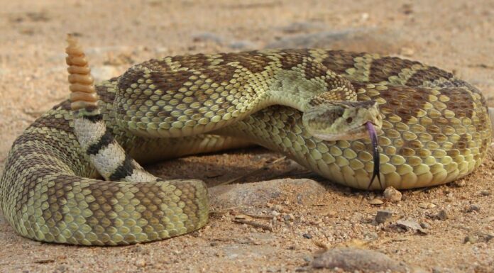 96 serpenti trovati in Texas (14 sono velenosi!) A The 7 Best Snake Guard Chaps You Can Buy Today