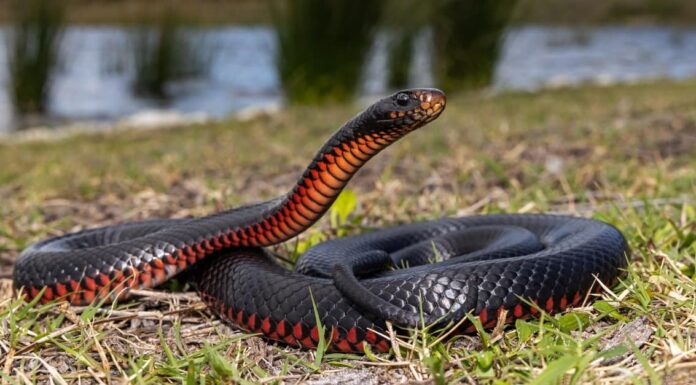Snakes That Look Like Copperheads-Texas Brown Snake