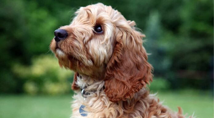 10 incredibili fatti su Cockapoo
