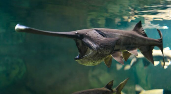 A The 8 Best Children&rsquo;s Books About Sharks Available Today