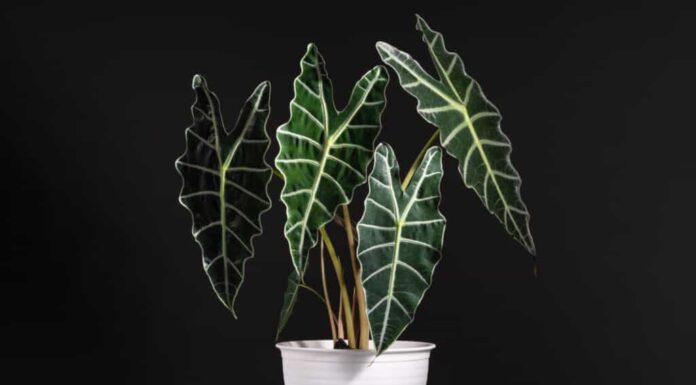Alocasia Amazonica vs Polly