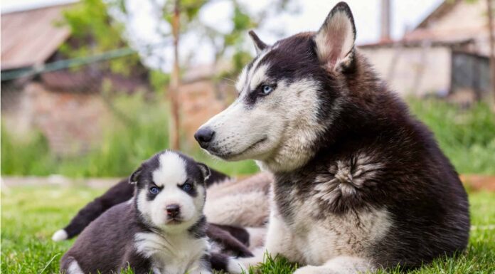 Periodo di gestazione del cane: per quanto tempo i cani sono incinti?
