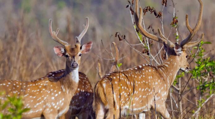 Daino contro Axis Deer
