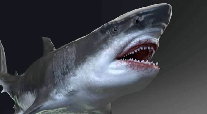 10 spaventosi animali estinti
