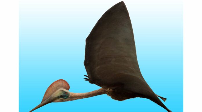 Hatzegopteryx
