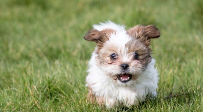 A Antibiotics for Dogs: Updated for 2022