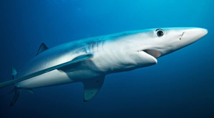 Bull shark facts - a group of bull sharks