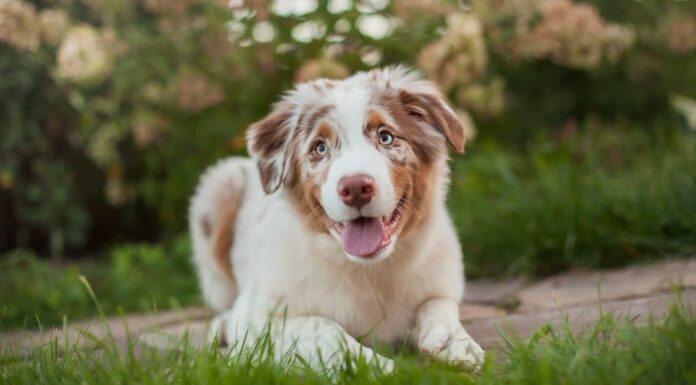 Australian shepherd at sunset