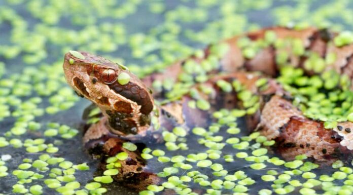 Florida Banded Watersnake Vs Cottonmouth: 5 differenze chiave 8 serpenti che troverai nelle paludi del sud