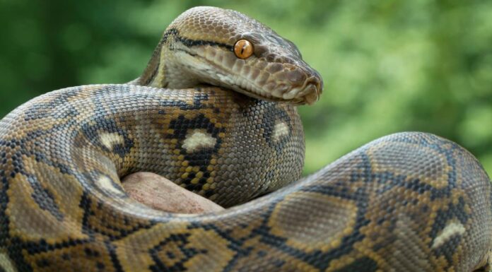 A The 7 Best Snake Guard Chaps You Can Buy Today