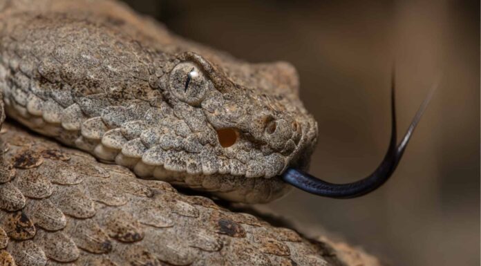Scopri il più grande serpente a sonagli maculato mai trovato
