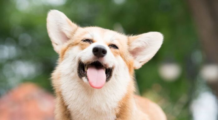  Per cosa sono stati allevati i Corgi?  Storia originale, posti di lavoro e ruolo
