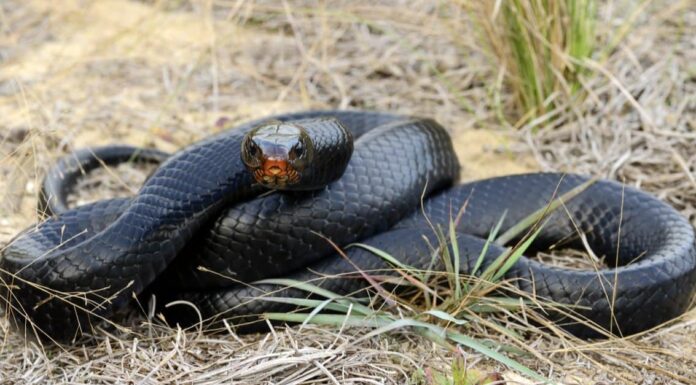 Serpenti neri in Florida: che specie sono? The cottonmouth is characterized by a large, spade-shaped head, bright white mouths, and alternating bands of light and dark patterns.