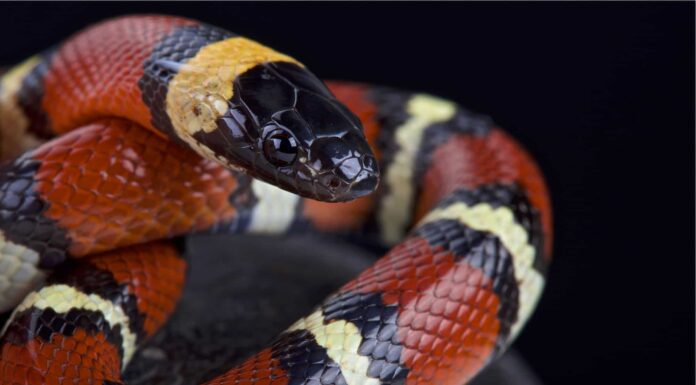 Scopri il serpente del latte più grande mai registrato
