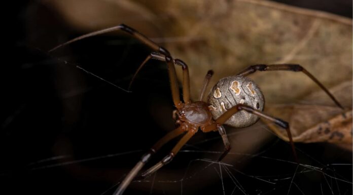 I 4 ragni più pericolosi del Texas e come individuarli
