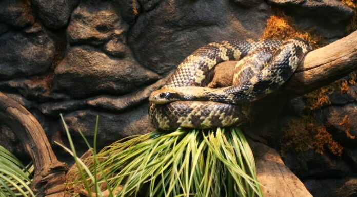 Scopri il più grande serpente reale della Florida mai trovato
