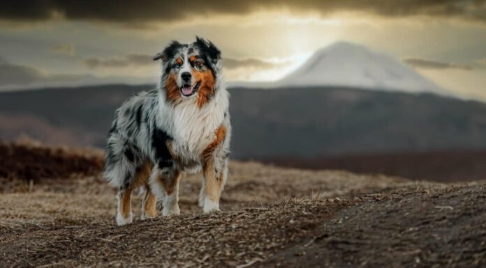 Australian Shepherd vs Golden Retriever
